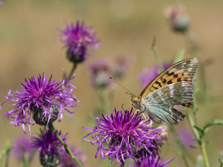 Silver-washed fritillary butterfly sitting on a blooming thistle