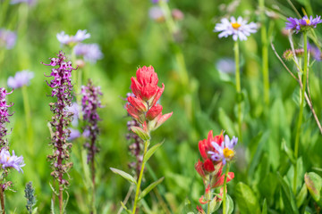 Mountain Wild Flowers