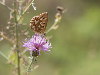 The chalkhill blue (Polyommatus coridon) is a butterfly in the family Lycaenidae.