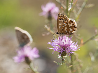 The chalkhill blue (Polyommatus coridon) is a butterfly in the family Lycaenidae.