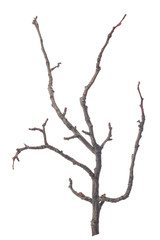 beautiful dry tree isolated on white background