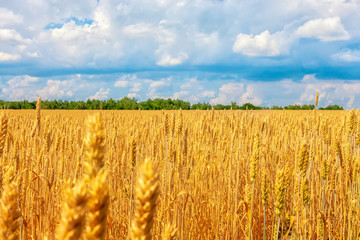 beautiful wheat plantation, rural scene in sunny day
