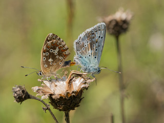 Pair of mating chalkhill blue (Polyommatus coridon) butterflies in the family Lycaenidae.