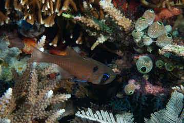 Blackspot Cardinalfish Archamia melasma