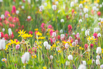 Mountain Wild Flowers