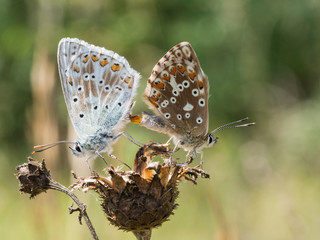 Pair of mating chalkhill blue (Polyommatus coridon) butterflies in the family Lycaenidae.