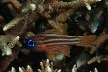 Split-Banded Cardinalfish Apogon compressus