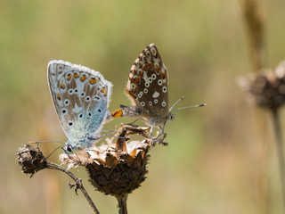 Pair of mating chalkhill blue (Polyommatus coridon) butterflies in the family Lycaenidae.