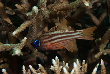 Split-Banded Cardinalfish Apogon compressus