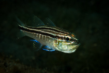 Mud-Bay Cardinalfish Apogon sp. 6