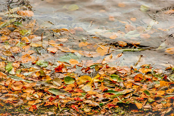 Yellow, green and red tree autumn leaves, frame composition on water background. Great season texture with fall mood. Nature october background.Various dead tree leaves in fall colors floating on