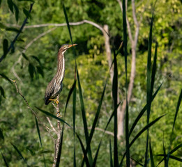 Perched Green heron