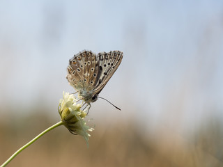Naklejka premium The chalkhill blue (Polyommatus coridon) is a butterfly in the family Lycaenidae.
