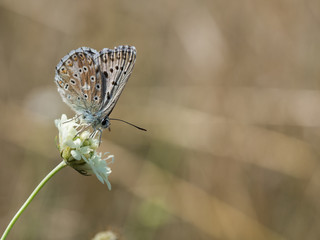 The chalkhill blue (Polyommatus coridon) is a butterfly in the family Lycaenidae.