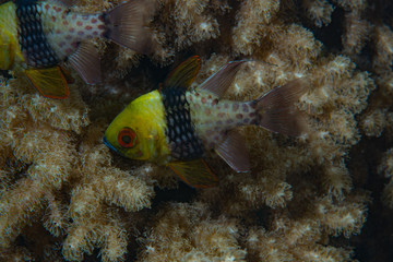 Fototapeta na wymiar Pajama cardinalfish Sphaeramia nematoptera