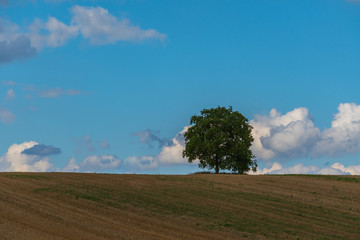 Grosser Baum auf Feld