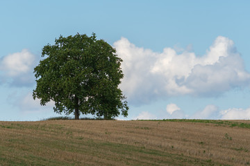 Einsamer Baum auf Feld