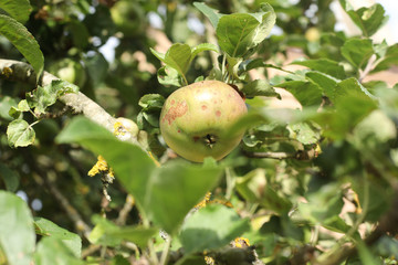 pomme
