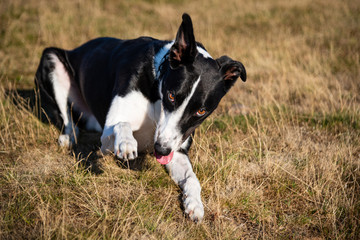 Black & white dog looking and pointing towards the camera / viewer