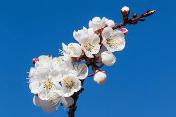 Abricotier en fleurs au Valais (Suisse