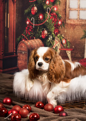 Cavalier King Charles spaniel dog