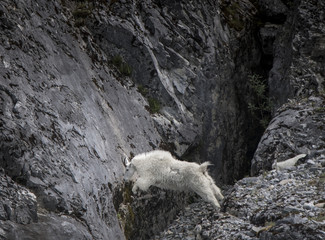 Fototapeta na wymiar Leaping Mountain Goat on Rugged Cliff
