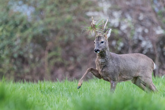 Combat de chevreuils