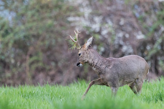 Combat de chevreuils