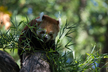 panda rosso