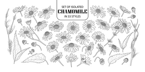 Set of isolated chamomile in 33 styles.