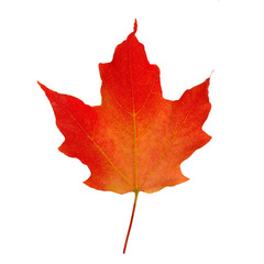 Red maple leaf isolated