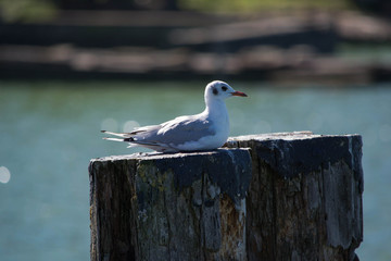 gabbiano