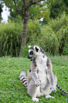 lemore 2