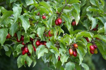 Red and orange dogberries among leaves on a dogwood tree
