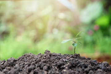 little plant on soil with sunlight