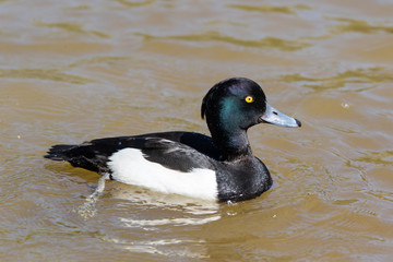 Canard dans l'eau