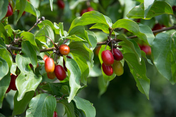 Closeup of a twig with red and orange dogberries among leaves on a dogwood tree