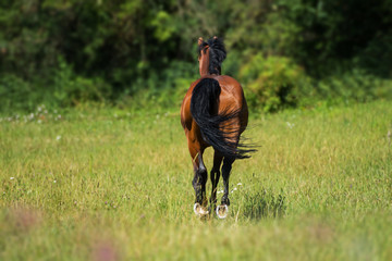 Galoppierendes Pferd von hinten