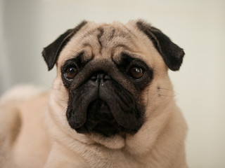 mops