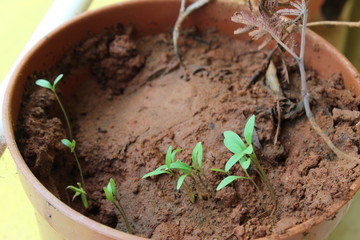 Coriander seedlings growing fast after the first rain during end of summer