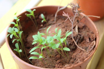 Coriander seedlings growing fast after the first rain during end of summer