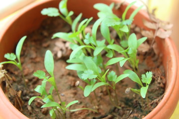 Coriander seedlings growing fast after the first rain during end of summer