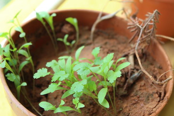 Coriander seedlings growing fast after the first rain during end of summer