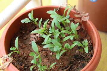 Coriander seedlings growing fast after the first rain during end of summer