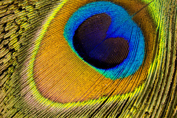 Close-up peacock feather