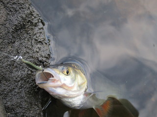 fishing