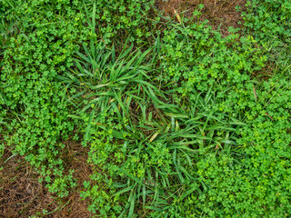 Unkempt garden yard with crab grass and clover weeds