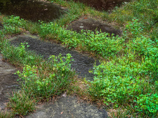 Unkempt garden yard with crab grass and clover weeds