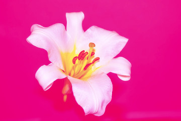 Obraz na płótnie Canvas Bright colorful lily flowers. Floral background.