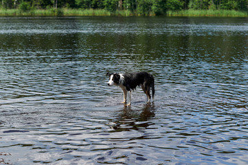 Border Collie dog baths on the lake.